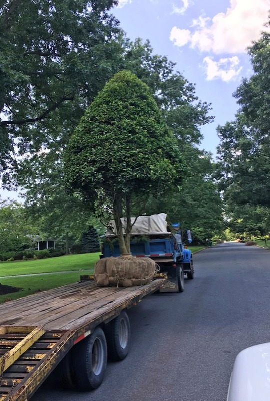 Tree Planting Transportion