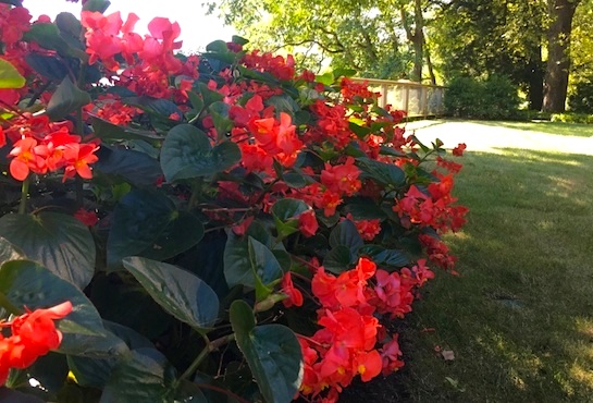 Flower Planting