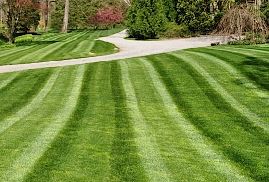 Lawn Fertilization